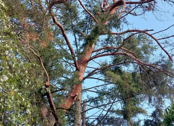 Faápolás | Fakivágás | Alpintechnika | Kertgondozás 🌳