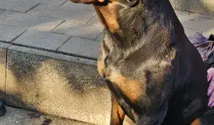 Eladó Rottweiler kiskutyák