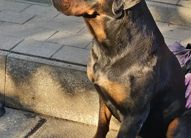 Eladó Rottweiler kiskutyák