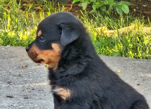 Eladó Rottweiler kiskutyák