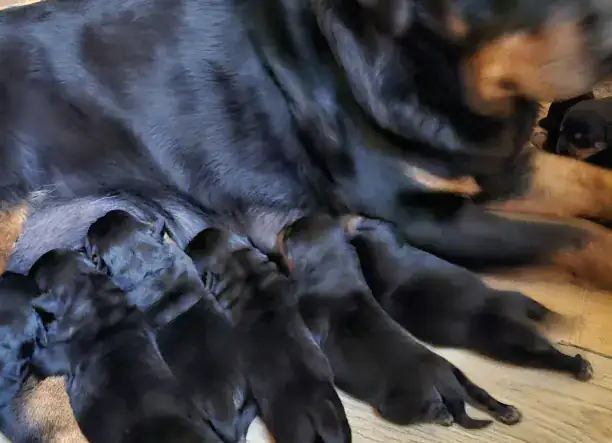 Eladó Rottweiler kiskutyák