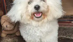 Bolognese fiú gazdisodna!