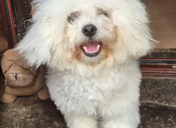 Bolognese fiú gazdisodna!