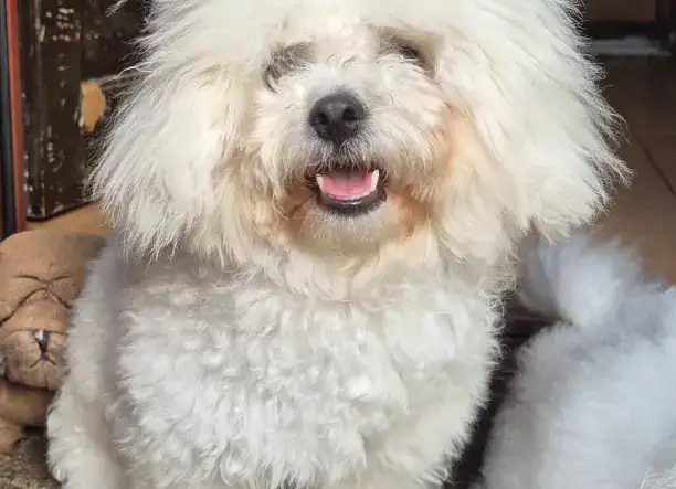 Bolognese fiú gazdisodna!