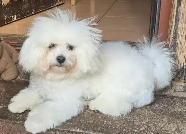 Bolognese fiú gazdisodna!