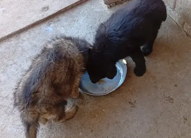 Németh-juhász szuka kölykök