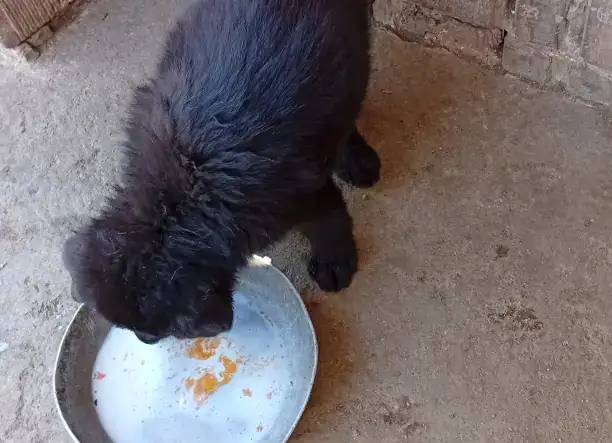 Németh-juhász szuka kölykök