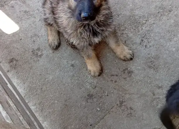 Németh-juhász szuka kölykök