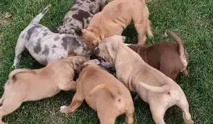 American bully fajtatiszta jellegű kutyák eladók