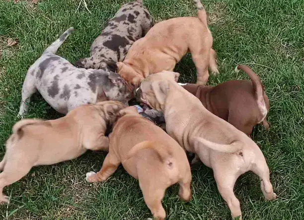 American bully fajtatiszta jellegű kutyák eladók
