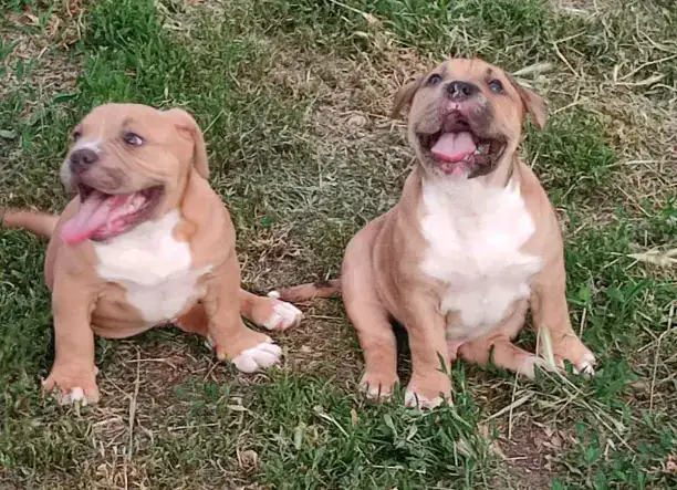 American bully fajtatiszta jellegű kutyák eladók