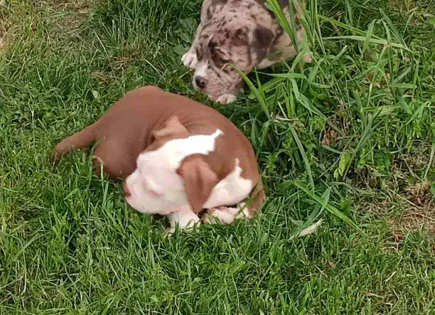American bully fajtatiszta jellegű kutyák eladók